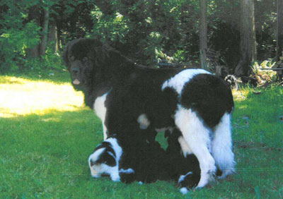 Hyggelyg nursing her pups